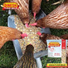 MIX BAJRA ( MILLET ) (For Birds Feeding Only )