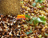 Moth Dal (Best For Sprouting)