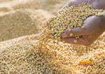 Soyabean Dal/Grains